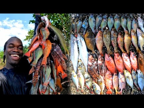 New Spot Load with Fish | Big Catch ñ Sell Today | Spearfishing for My Subscribers