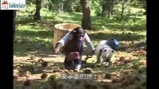 pan and james  monkey and dog story in japanese