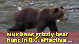 NDP bans grizzly bear hunt in B.C. effective immediately