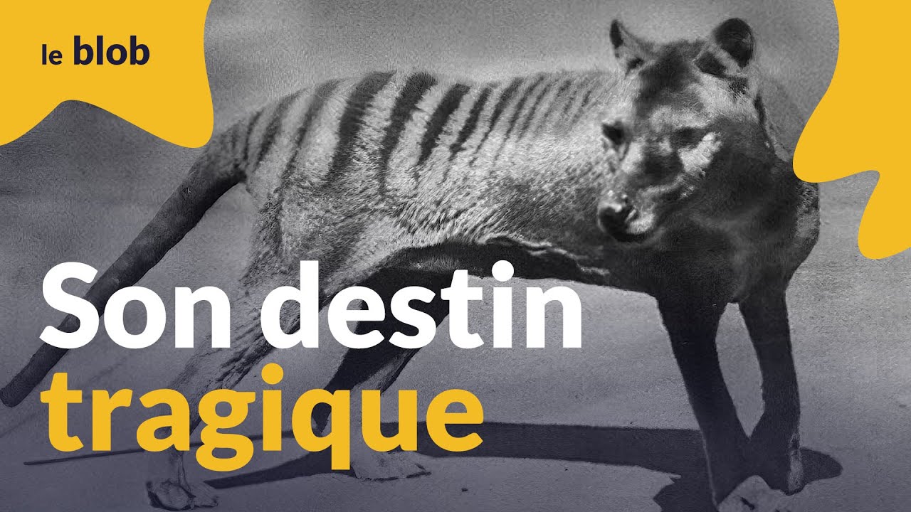 Tigre de Tasmanie, Thylacinus cynocephalus. Éteint, 1841