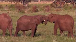 Lewa Wildlife Conservancy - a catalyst for conservation (2012)