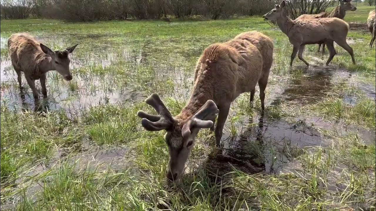 Олені. Українські Олені. Весняне підтоплення оленячої ферми. #олень # ...