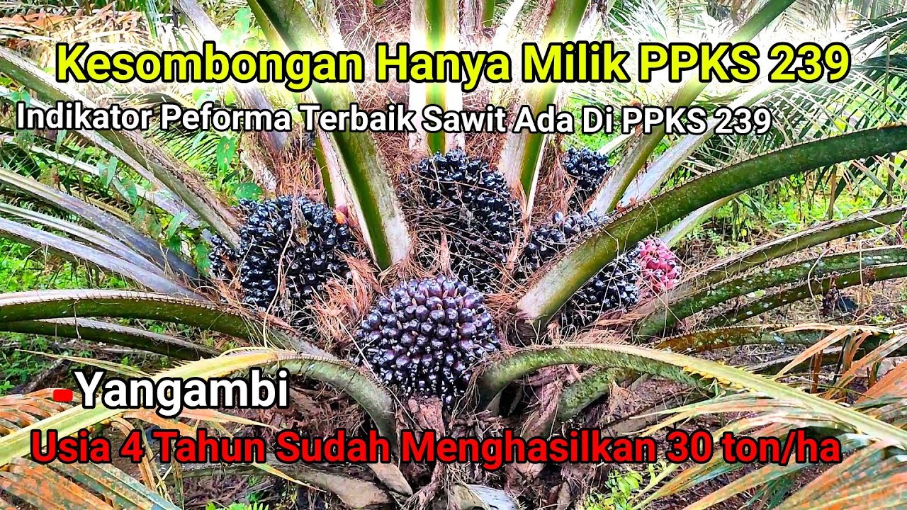 Peforma Sawit Varietas 239 Yangambi  Usia Tanam 3 Tahun