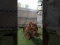 барсик приколы мама прощение смешныевидео ургант озвучка такиживем россия Catshorts Cat барсик приколы мама прощение смешныевидео ургант озвучка такиживем россия Catshorts Cat