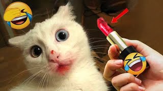 Funny Dogs And Cats Videos 2023 😅 - Best Funniest Animal Videos Of The Month #68 by CCA Pets 60 views 5 months ago 12 minutes, 56 seconds