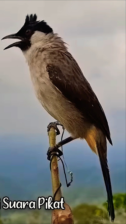 Suara Burung Kutilang Gacor Garuda Tarung #kutilanggacor