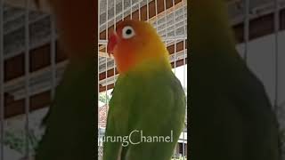 Lovebird Satu Kampung Langsung Bersahutan