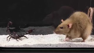 EPIC BATTLE SCORPION vs RAT