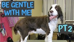 My Springer Spaniel has lateral meniscus tears in both legs - gentle grooming - PT2
