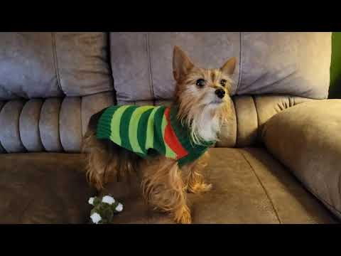 Happy 6th Birthday, Gatsby Girl! 💜 #youtubeshorts #chorkie #gatsby