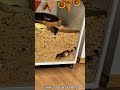 The Night Shift: Gilbert and Luke’s Ambitious Gerbil Renovation Project Goes Viral