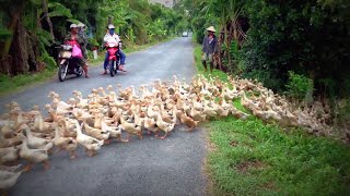 Stopped by a River of Ducks || ViralHog