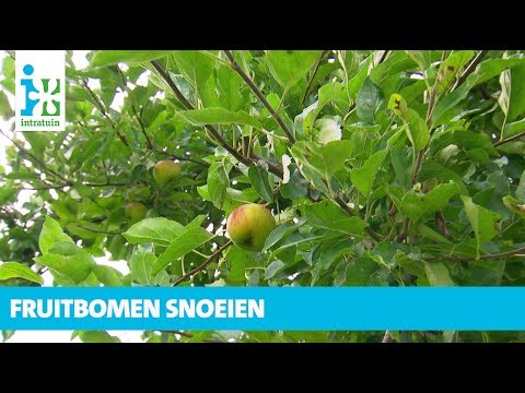 Video: Zuilpruim (24 Foto's): Variëteiten Voor De Regio Moskou En Andere Regio's. Snoeien In Voor- En Najaar. 