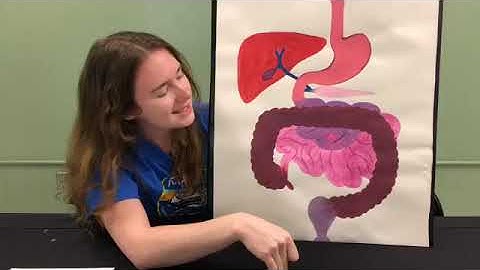 Virtual MOSI: Science at the Park (energy, digestion, exercise)