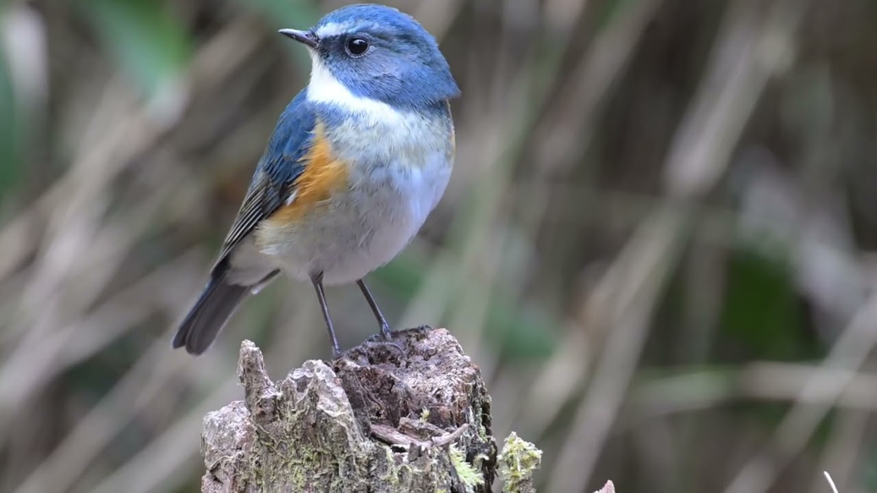 日本の風景kuni-hiro編集　六甲山上ルリビタキ♂