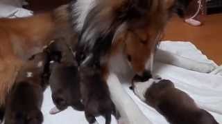 シェルティー仔犬　2014,07,24