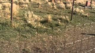 Guzoo Mouflon sheep in emu pen Guzoo Oct 8, 2011