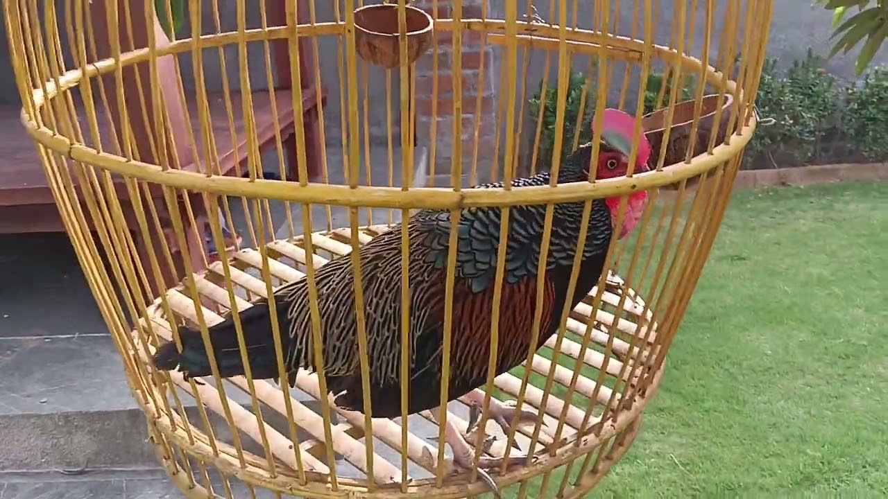 TIP MENJODOHKAN AYAM HUTAN HIJAU Untuk mencetak BEKISAR