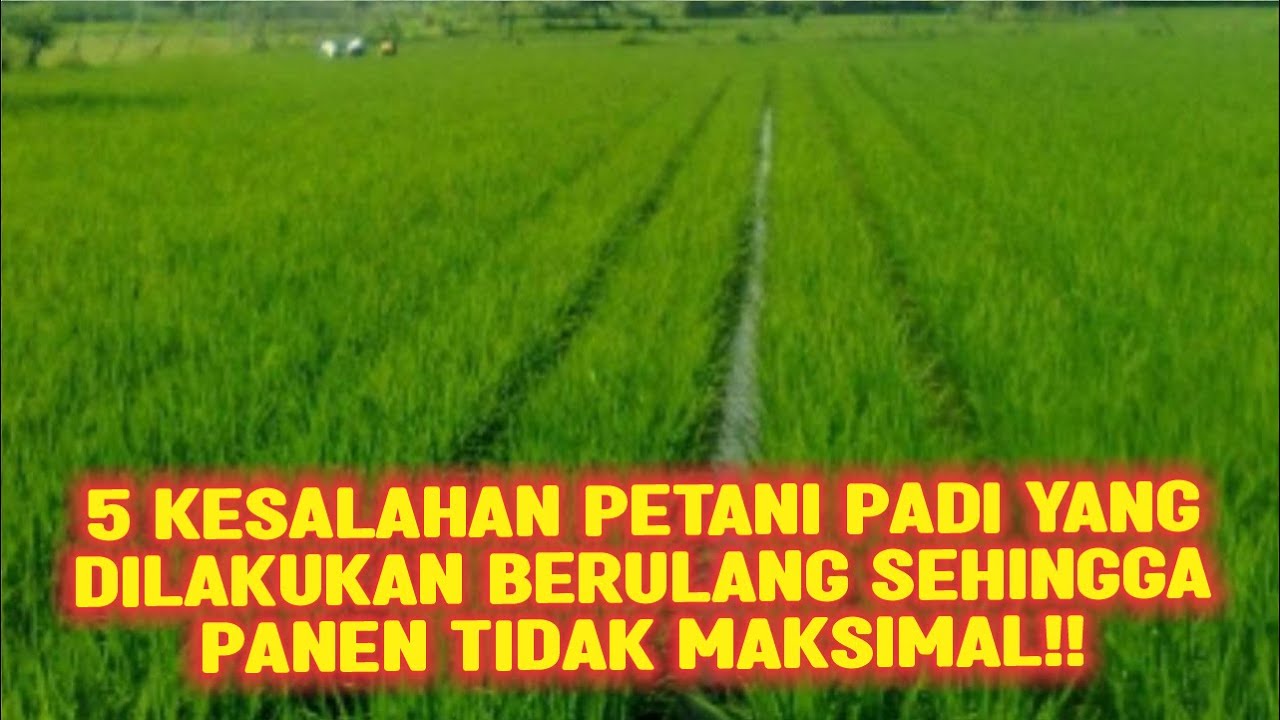 5 KESALAHAN PETANI PADI YANG DI LAKUKAN BERULANG SEHINGGA PANEN TIDAK MAKSIMAL‼