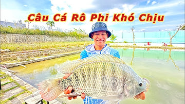 Câu Cá Rô Phi “Khó Chịu” Hồ The Sam Đức Trọng - Lâm Đồng l Dat Anh Fishing