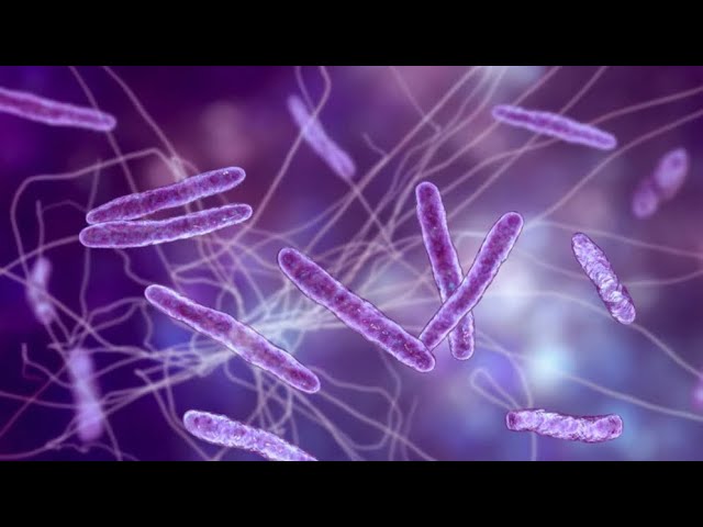 Analysis Of Clostridium Botulinum Food Poisoning In Canned Foods