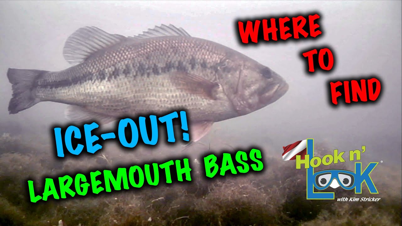 Where to find Ice-Out Largemouth Bass