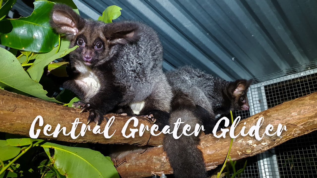 Back from the Brink Season 3 Episode 3 Central Greater Glider YouTube