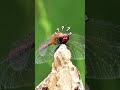 Why do Dragonflies Change Colors?