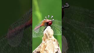 Famous Why do Dragonflies Change Colors? Net Worth