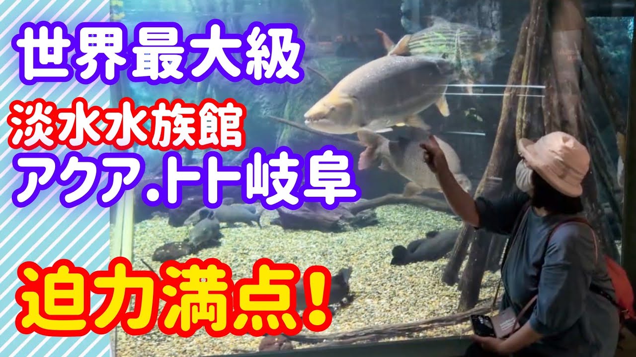 黄金の魚✼33枚全131話 YouTube