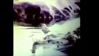 Hiking the West Coast Trail on Vancouver Island ca 1966