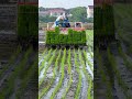 Modern Paddy Transplanting Technology | Rice Seedling Transplanting Process