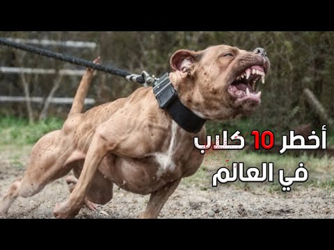أخطر 10 كلاب بالعالم سلالات محظورة وممنوعة من التبني