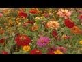 Growing Zinnias | At Home With P. Allen Smith