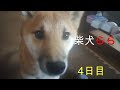 柴犬らら 家に来て4日目