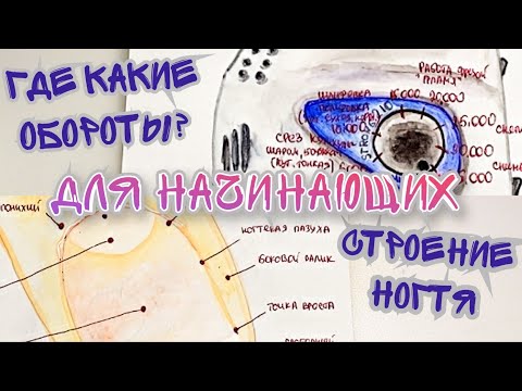 СТРОЕНИЕ НОГТЯ / ГДЕ КАКИЕ ОБОРОТЫ НА АППАРАТЕ ДЛЯ МАНИКЮРА?