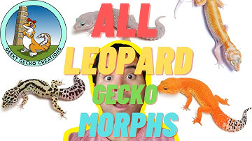 HOW you can LEARN ALL Leopard Gecko Morphs: Blizzard, Murphy