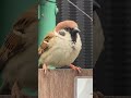 チュン太郎