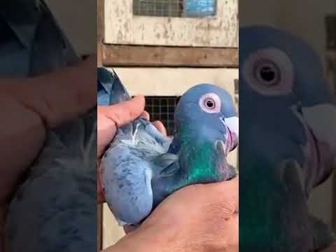 اقوى انواع الحمام المراسلة