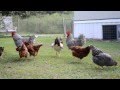 Chickens playin in the yard