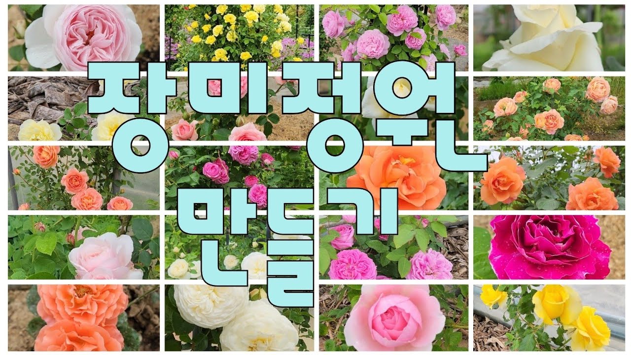 정원에 장미를 심고 싶으면 꼭 보세요