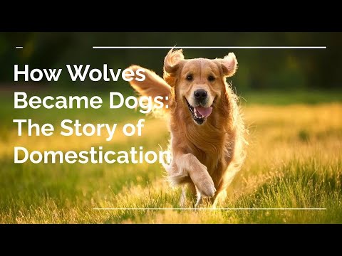 How Wolves Became Dogs: The Story of Domestication - YouTube