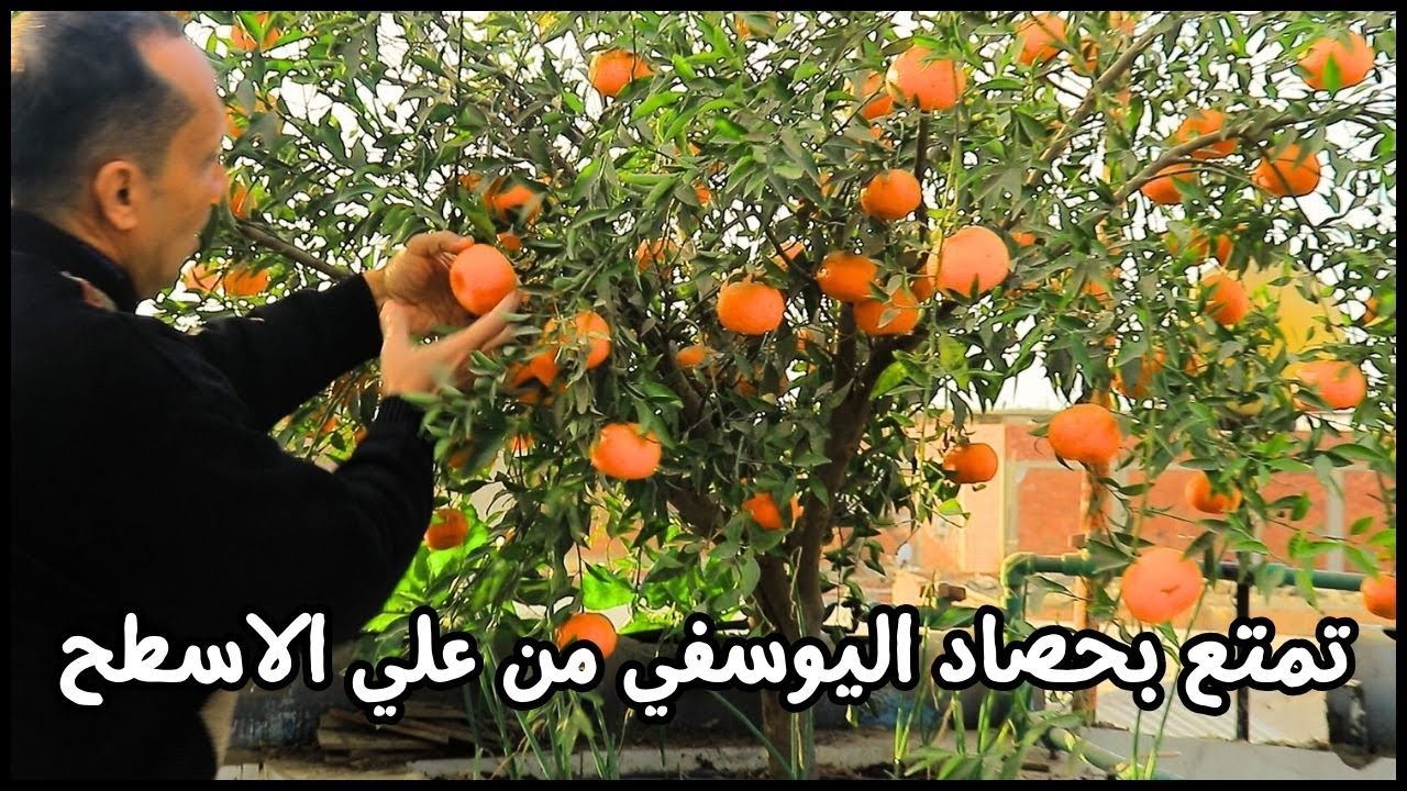 احترف زراعة اليوسفي فوق الاسطح  وشرح اسرار الزراعة من أ الي ي للدكتور عبدالرحمن شحاتة 01224852985