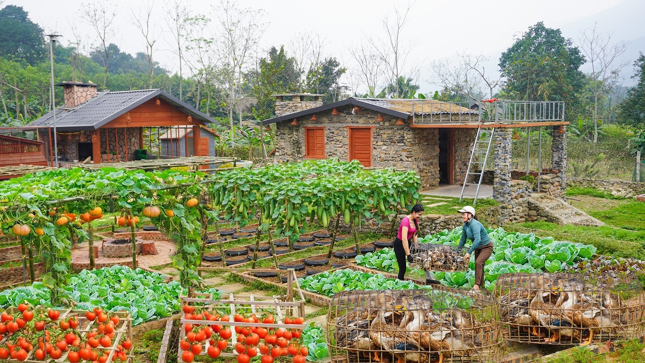 Harvesting All Ducks on the Farm to Sell - DIY Bamboo and Plastic Mesh Trellis for Cucumbers