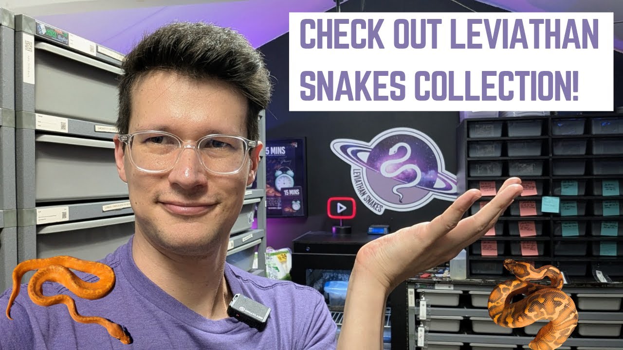 I Visited Leviathan Snakes (USA) - These Are My Top 5 Ball Pythons!