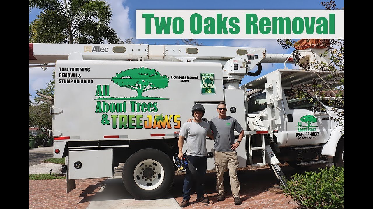 Two Oaks Removal with Tree Jaws & All About Trees - South Florida Tree ...
