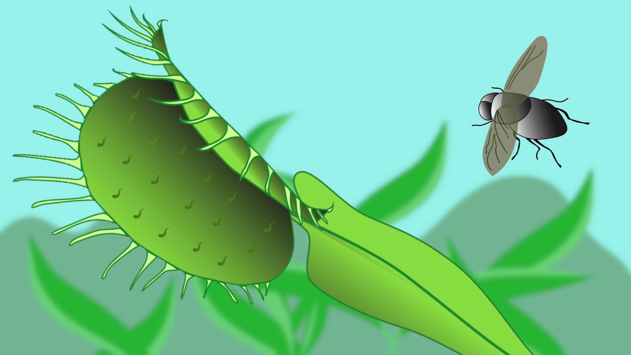 Venus trap animation