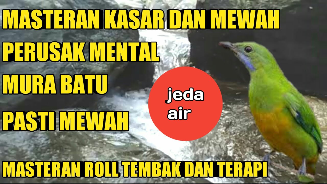 masteran roll tembak dilengkapi gemericik air