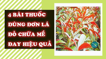 Bật mí 4 bài thuốc trị mề đay cực hay từ Đơn Lá Đỏ