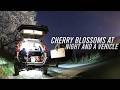 A photo of cherry blossoms, a vehicle, and stars./桜と車両と星の写真